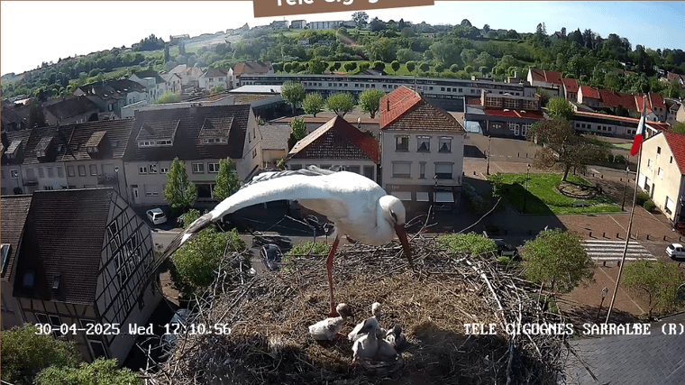 Screenshot 2025-04-30 at 17-09-40 Télé-Cigognes - Webcam Live (Sarralbe Moselle).png