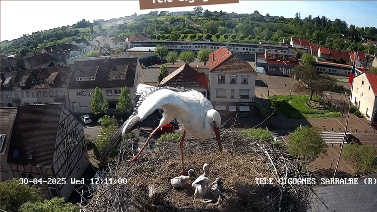 Screenshot 2025-04-30 at 17-10-58 Télé-Cigognes - Webcam Live (Sarralbe Moselle).png