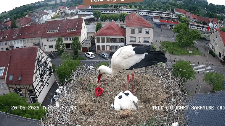 Screenshot 2025-05-20 at 12-58-10 Télé-Cigognes - Webcam Live (Sarralbe Moselle).png