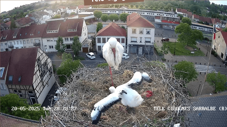 Screenshot 2025-05-20 at 20-25-56 Télé-Cigognes - Webcam Live (Sarralbe Moselle).png