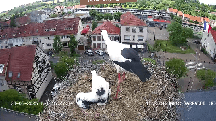 Screenshot 2025-05-23 at 15-43-54 Télé-Cigognes - Webcam Live (Sarralbe Moselle).png