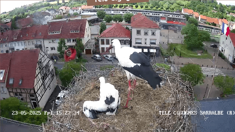 Screenshot 2025-05-23 at 15-41-17 Télé-Cigognes - Webcam Live (Sarralbe Moselle).png
