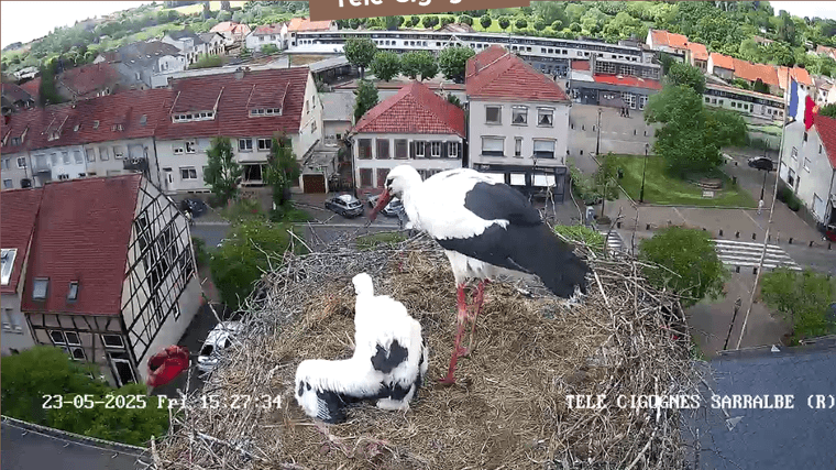 Screenshot 2025-05-23 at 15-38-21 Télé-Cigognes - Webcam Live (Sarralbe Moselle).png