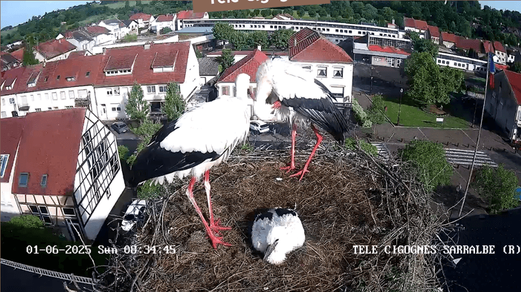 Screenshot 2025-06-01 at 08-34-11 Télé-Cigognes - Webcam Live (Sarralbe Moselle).png