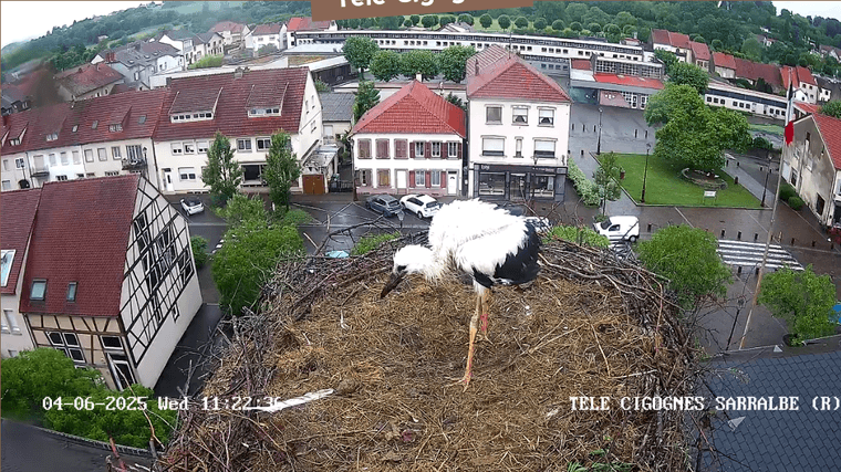 Screenshot 2025-06-04 at 11-20-24 Télé-Cigognes - Webcam Live (Sarralbe Moselle).png