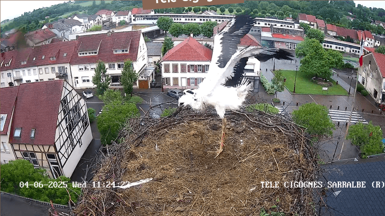 Screenshot 2025-06-04 at 11-24-10 Télé-Cigognes - Webcam Live (Sarralbe Moselle).png