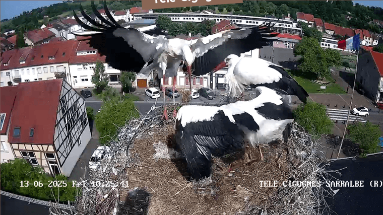 Screenshot 2025-06-13 at 10-25-35 Télé-Cigognes - Webcam Live (Sarralbe Moselle).png