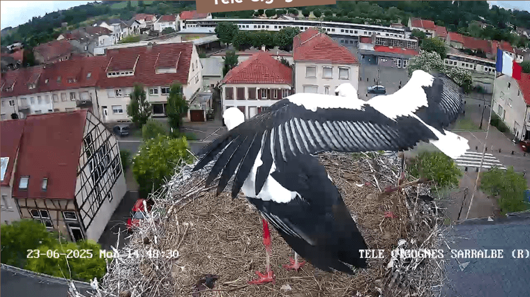 Screenshot 2025-06-23 at 14-46-33 Télé-Cigognes - Webcam Live (Sarralbe Moselle).png