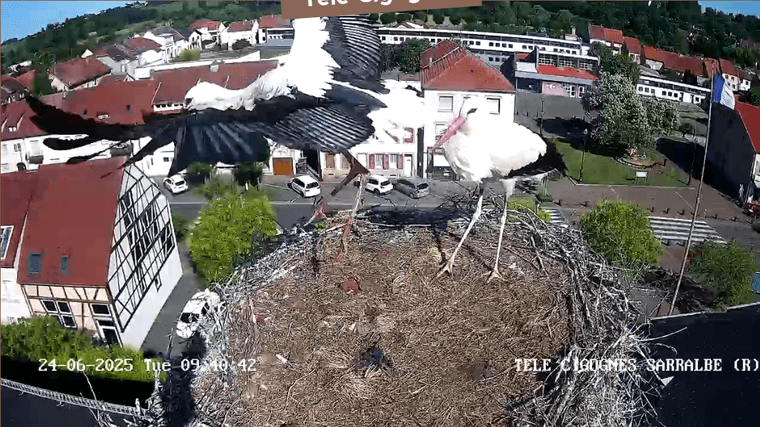 Screenshot 2025-06-24 at 09-40-37 Télé-Cigognes - Webcam Live (Sarralbe Moselle).png