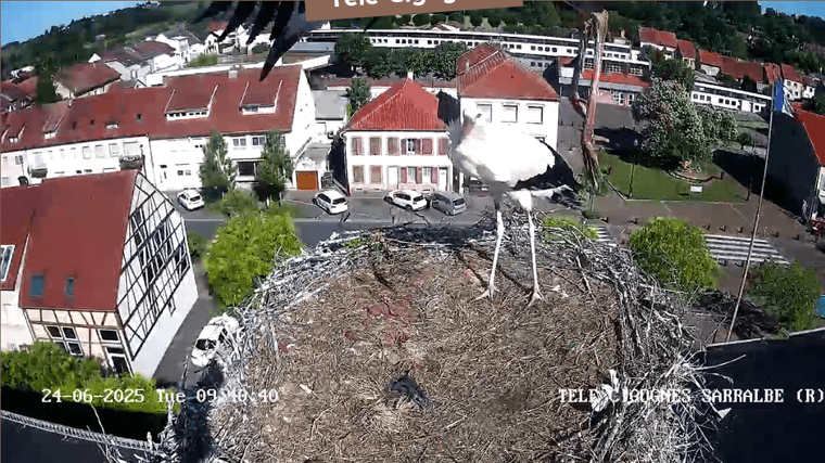 Screenshot 2025-06-24 at 09-39-48 Télé-Cigognes - Webcam Live (Sarralbe Moselle).png