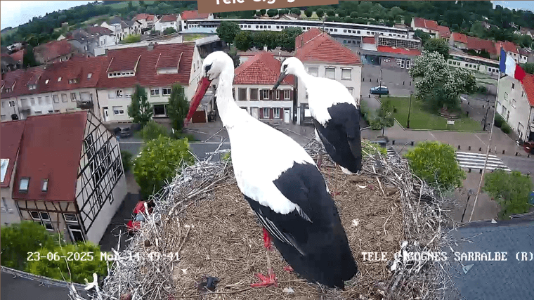 Screenshot 2025-06-23 at 14-47-57 Télé-Cigognes - Webcam Live (Sarralbe Moselle).png
