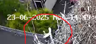 Screenshot 2025-06-23 at 14-47-57 Télé-Cigognes - Webcam Live (Sarralbe Moselle) - Copie.png
