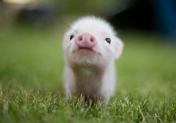 mignon-cochon.jpg
