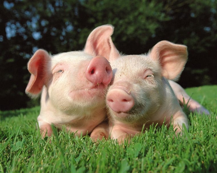 Two-pigs-in-the-grass_1280x1024-1128101265.jpg