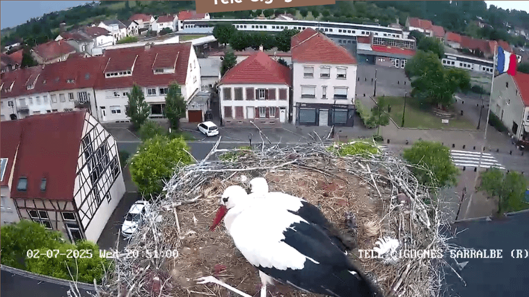 Screenshot 2025-07-02 at 20-48-10 Télé-Cigognes - Webcam Live (Sarralbe Moselle).png