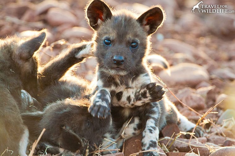 wild-dog-puppy-2986885708.jpg