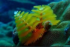 Art 12-Spirobranchus giganteus.jpg