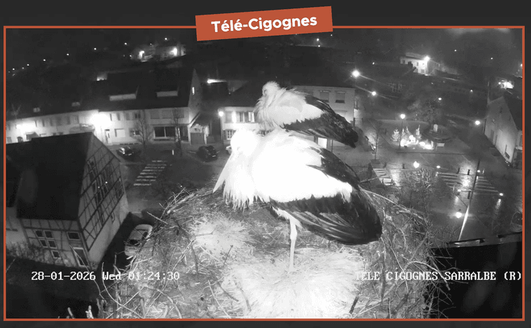 Tele_Cigognes.png