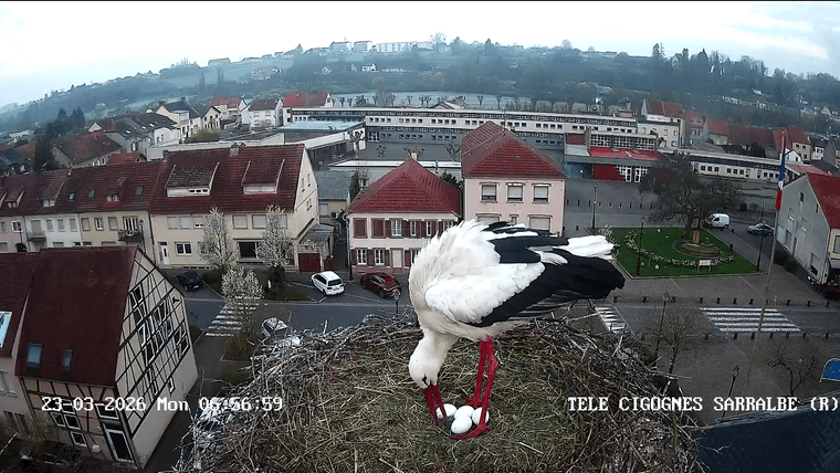 Screenshot 2026-03-23 at 07-43-33 sarralbe-2026-03-23_06 45.mp4.png