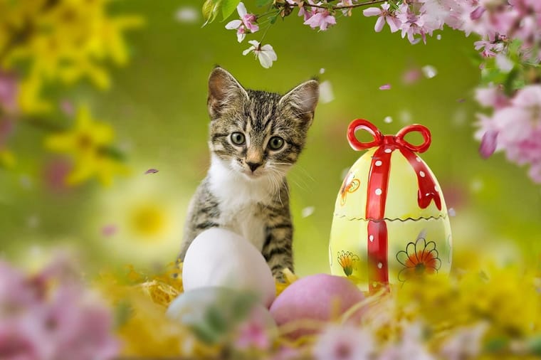 Easter Kitten.jpg