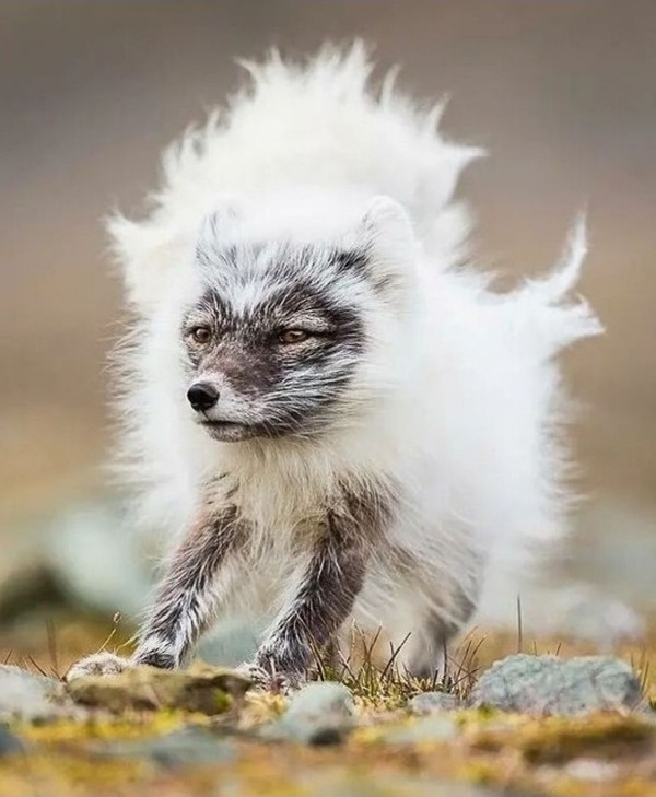 2026-04-07 09_34_23-20251110.jpg (JPEG Image, 600 × 861 pixels) — Ablaze Floorp.png